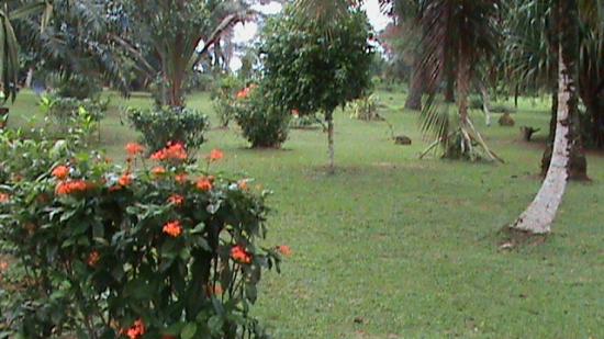 Kribi