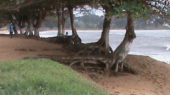 Kribi