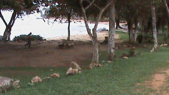 kribi